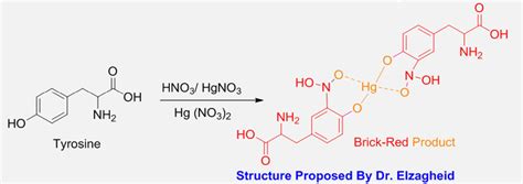 millon's test for protein|Millon's reagent .